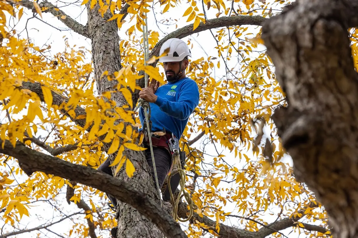 Skilled Tree Transplanting crew working in Cabot